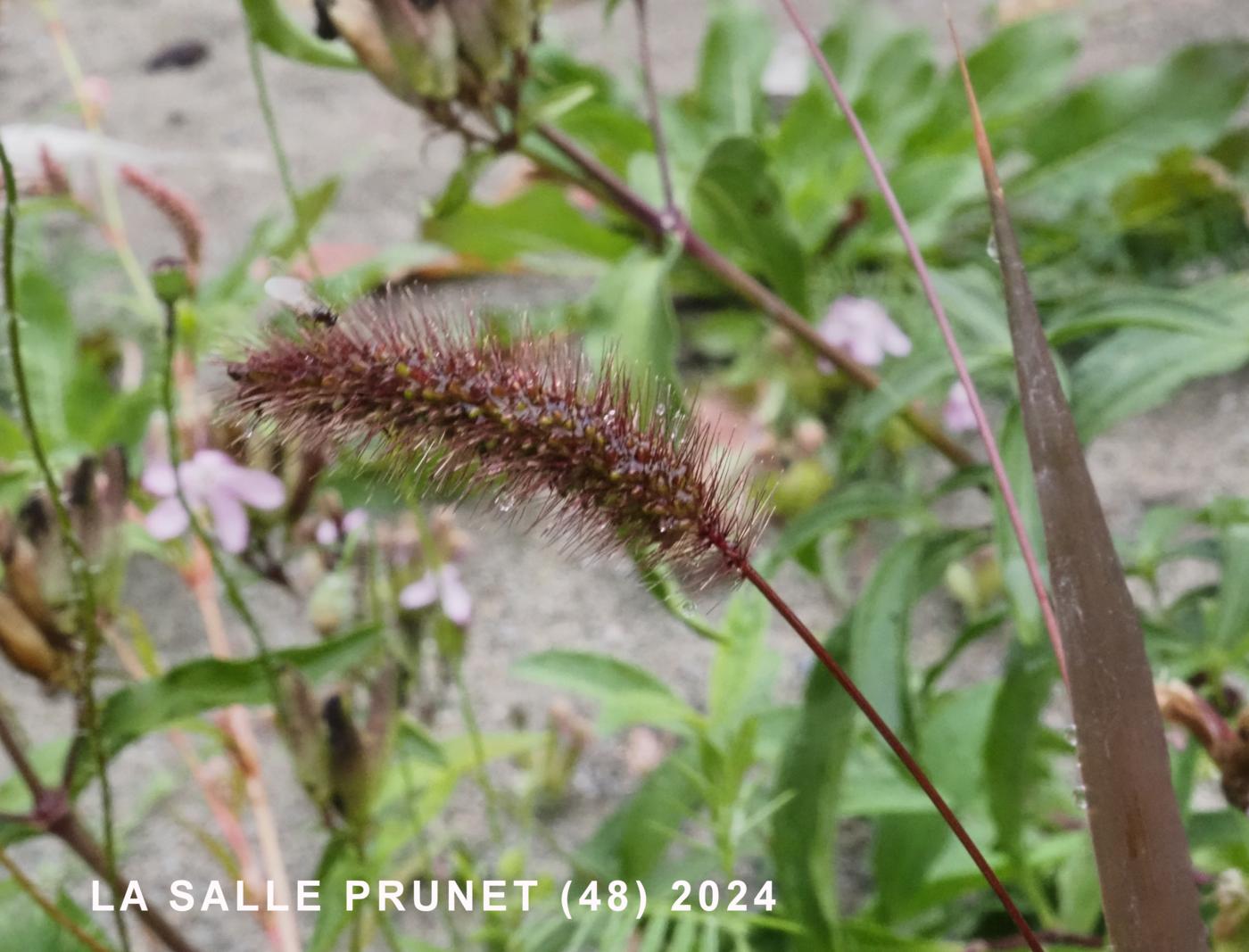 Bristle-grass, Red flower